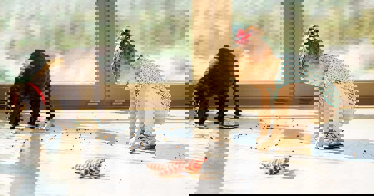 managen Portikus Erfüllen boden wischen hund Injektion Paar Gebäck