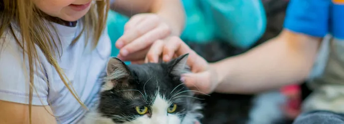 Алергія На Котів
