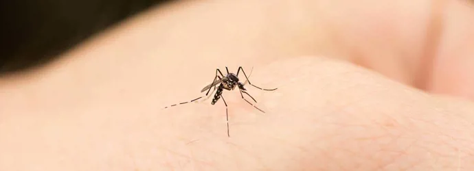 Ένα κουνούπι τσιμπάει ένα ανθρώπινο χέρι