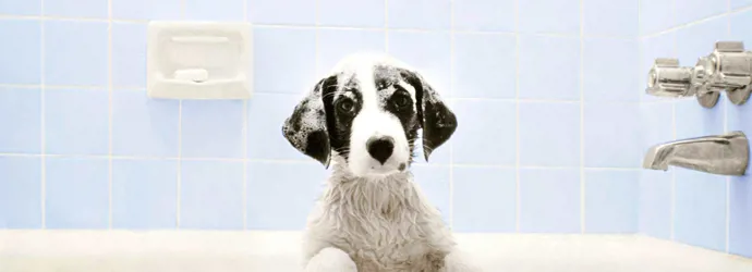 Куче във ваната чака времето баня
