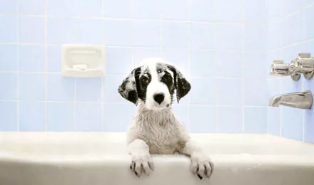 Câine în cada de baie așteptând ora de baie