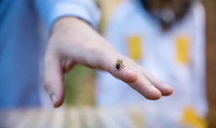 Prim-plan cu o viespe pe mâna unui bărbat