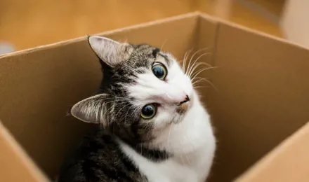 Eine Katze sitzt in einer Box aus Karton und blickt mit schrägem Kopf in die Kamera