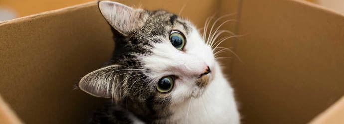 Eine Katze sitzt in einer Box aus Karton und blickt mit schrägem Kopf in die Kamera